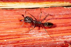 Odontomachus brunneus by (c) Kristof Zyskowski, some rights reserved (CC BY), uploaded by Kristof Zyskowski. Used under a CC-BY license.