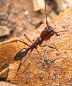 Odontomachus brunneus by no rights reserved, uploaded by Jesse Rorabaugh. Used under a CC0 license.
