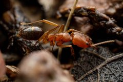 Odontomachus clarus by (c) Jake Nitta, some rights reserved (CC BY), uploaded by Jake Nitta. Used under a CC-BY license.