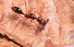 Odontomachus by no rights reserved, uploaded by Philipp Hoenle. Used under a CC0 license.
