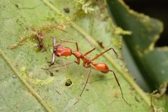 Odontomachus by no rights reserved, uploaded by Philipp Hoenle. Used under a CC0 license.