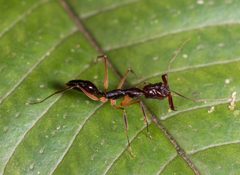 Odontomachus by (c) portioid, some rights reserved (CC BY), uploaded by portioid. Used under a CC-BY license.