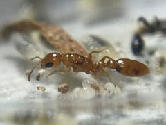 Pseudomyrmex pallidus by (c) Raven Dandridge, some rights reserved (CC BY), uploaded by Raven Dandridge. Used under a CC-BY license.