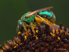 Augochlorella aurata by (c) Thilina Hettiarachchi, some rights reserved (CC BY), uploaded by Thilina Hettiarachchi. Used under a CC-BY license.