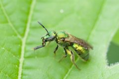 Augochlorella aurata by (c) Owen Strickland, some rights reserved (CC BY), uploaded by Owen Strickland. Used under a CC-BY license.