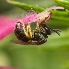 Lasioglossum anomalum by (c) Michelle Orcutt, some rights reserved (CC BY), uploaded by Michelle Orcutt. Used under a CC-BY license.