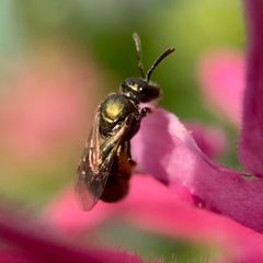 Lasioglossum anomalum by (c) Michelle Orcutt, some rights reserved (CC BY), uploaded by Michelle Orcutt. Used under a CC-BY license.