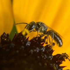 Lasioglossum anomalum by (c) Michelle Orcutt, some rights reserved (CC BY), uploaded by Michelle Orcutt. Used under a CC-BY license.