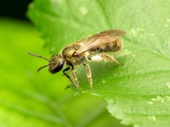 Lasioglossum cressonii by (c) Katja Schulz, some rights reserved (CC BY), uploaded by Katja Schulz. Used under a CC-BY license.