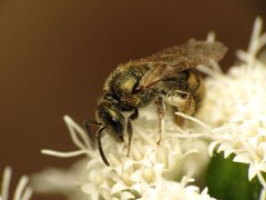 Lasioglossum cressonii by (c) Katja Schulz, some rights reserved (CC BY), uploaded by Katja Schulz. Used under a CC-BY license.