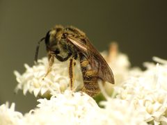 Lasioglossum cressonii by (c) Katja Schulz, some rights reserved (CC BY), uploaded by Katja Schulz. Used under a CC-BY license.
