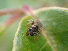 Lasioglossum lionotum by (c) Cole Shoemaker, some rights reserved (CC BY), uploaded by Cole Shoemaker. Used under a CC-BY license.