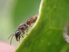 Lasioglossum lionotum by (c) Cole Shoemaker, some rights reserved (CC BY), uploaded by Cole Shoemaker. Used under a CC-BY license.