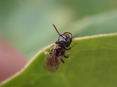Lasioglossum lionotum by (c) Cole Shoemaker, some rights reserved (CC BY), uploaded by Cole Shoemaker. Used under a CC-BY license.