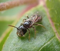 Lasioglossum lionotum by (c) Cole Shoemaker, some rights reserved (CC BY), uploaded by Cole Shoemaker. Used under a CC-BY license.