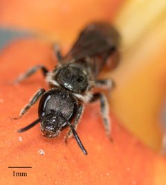 Lasioglossum ovaliceps by no rights reserved, uploaded by Jesse Rorabaugh. Used under a CC0 license.