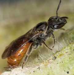 Lasioglossum ovaliceps by no rights reserved, uploaded by Jesse Rorabaugh. Used under a CC0 license.