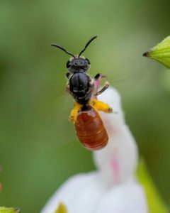 Lasioglossum ovaliceps by (c) Zack Abbey, some rights reserved (CC BY), uploaded by Zack Abbey. Used under a CC-BY license.