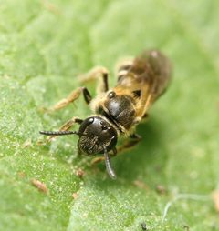 Lasioglossum quebecense by (c) Zachary Dankowicz, some rights reserved (CC BY), uploaded by Zachary Dankowicz. Used under a CC-BY license.