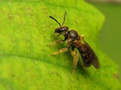 Lasioglossum quebecense by (c) Katja Schulz, some rights reserved (CC BY), uploaded by Katja Schulz. Used under a CC-BY license.