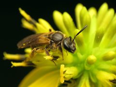 Lasioglossum quebecense by (c) Katja Schulz, some rights reserved (CC BY), uploaded by Katja Schulz. Used under a CC-BY license.