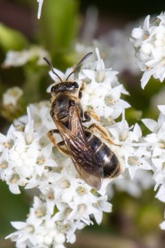 Lasioglossum quebecense by (c) Ben Smith, some rights reserved (CC BY), uploaded by Ben Smith. Used under a CC-BY license.