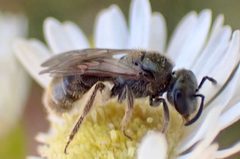 Lasioglossum versatum by (c) drnancyjackson, some rights reserved (CC BY). Used under a CC-BY license.
