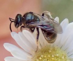 Lasioglossum versatum by (c) drnancyjackson, some rights reserved (CC BY). Used under a CC-BY license.