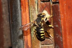 Anthidium florentinum by no rights reserved, uploaded by Marino Linić. Used under a CC0 license.