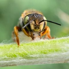 Anthidium oblongatum by (c) Michelle Orcutt, some rights reserved (CC BY), uploaded by Michelle Orcutt. Used under a CC-BY license.