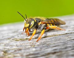 Anthidium oblongatum by (c) Bernie Paquette, some rights reserved (CC BY), uploaded by Bernie Paquette. Used under a CC-BY license.