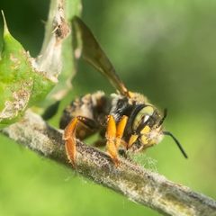 Anthidium oblongatum by (c) Michelle Orcutt, some rights reserved (CC BY), uploaded by Michelle Orcutt. Used under a CC-BY license.