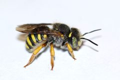 Anthidium oblongatum by (c) Owen Strickland, some rights reserved (CC BY), uploaded by Owen Strickland. Used under a CC-BY license.