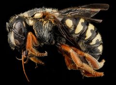 Dianthidium by no rights reserved, uploaded by USGS Bee Inventory and Monitoring Lab. Used under a CC0 license.