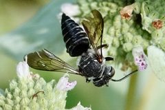 Coelioxys banksi by (c) Louise Woodrich, some rights reserved (CC BY), uploaded by Louise Woodrich. Used under a CC-BY license.