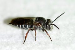 Coelioxys sayi by (c) Owen Strickland, some rights reserved (CC BY), uploaded by Owen Strickland. Used under a CC-BY license.
