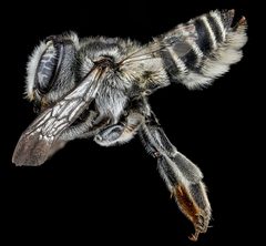 Megachile brevis by (c) USGS Bee Inventory and Monitoring Lab, some rights reserved (CC BY). Used under a CC-BY license.