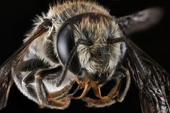 Megachile brevis by (c) USGS Bee Inventory and Monitoring Lab, some rights reserved (CC BY). Used under a CC-BY license.