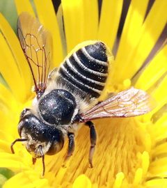 Megachile brevis by (c) Catherine C. Galley, some rights reserved (CC BY), uploaded by Catherine C. Galley. Used under a CC-BY license.