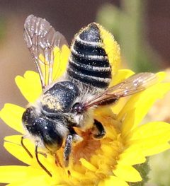 Megachile brevis by (c) Catherine C. Galley, some rights reserved (CC BY), uploaded by Catherine C. Galley. Used under a CC-BY license.