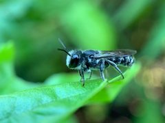 Megachile campanulae by (c) Bea Leiderman, some rights reserved (CC BY), uploaded by Bea Leiderman. Used under a CC-BY license.