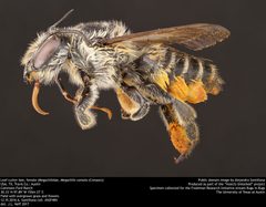Megachile comata by no rights reserved, uploaded by Alejandro Santillana. Used under a CC0 license.
