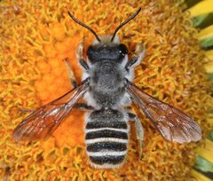 Megachile inimica sayi by (c) Don Loarie, some rights reserved (CC BY), uploaded by Don Loarie. Used under a CC-BY license.