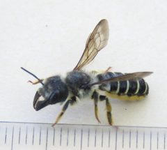 Megachile pugnata by no rights reserved, uploaded by Steve Wells. Used under a CC0 license.