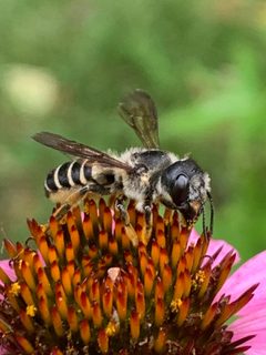 Megachile pugnata by (c) Carrie Seltzer, some rights reserved (CC BY), uploaded by Carrie Seltzer. Used under a CC-BY license.