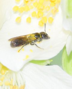 Chelostoma philadelphi by (c) Bernie Paquette, some rights reserved (CC BY), uploaded by Bernie Paquette. Used under a CC-BY license.
