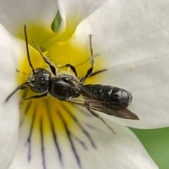Chelostoma philadelphi by (c) Michelle Orcutt, some rights reserved (CC BY), uploaded by Michelle Orcutt. Used under a CC-BY license.