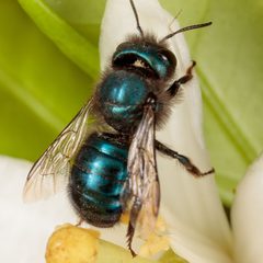 Osmia ribifloris by (c) Victor Engel, some rights reserved (CC BY), uploaded by Victor Engel. Used under a CC-BY license.