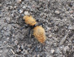 Dasymutilla coccineohirta by (c) Jonathan Eisen, some rights reserved (CC BY), uploaded by Jonathan Eisen. Used under a CC-BY license.