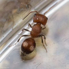 Pseudomethoca athamas by (c) Ken-ichi Ueda, some rights reserved (CC BY), uploaded by Ken-ichi Ueda. Used under a CC-BY license.